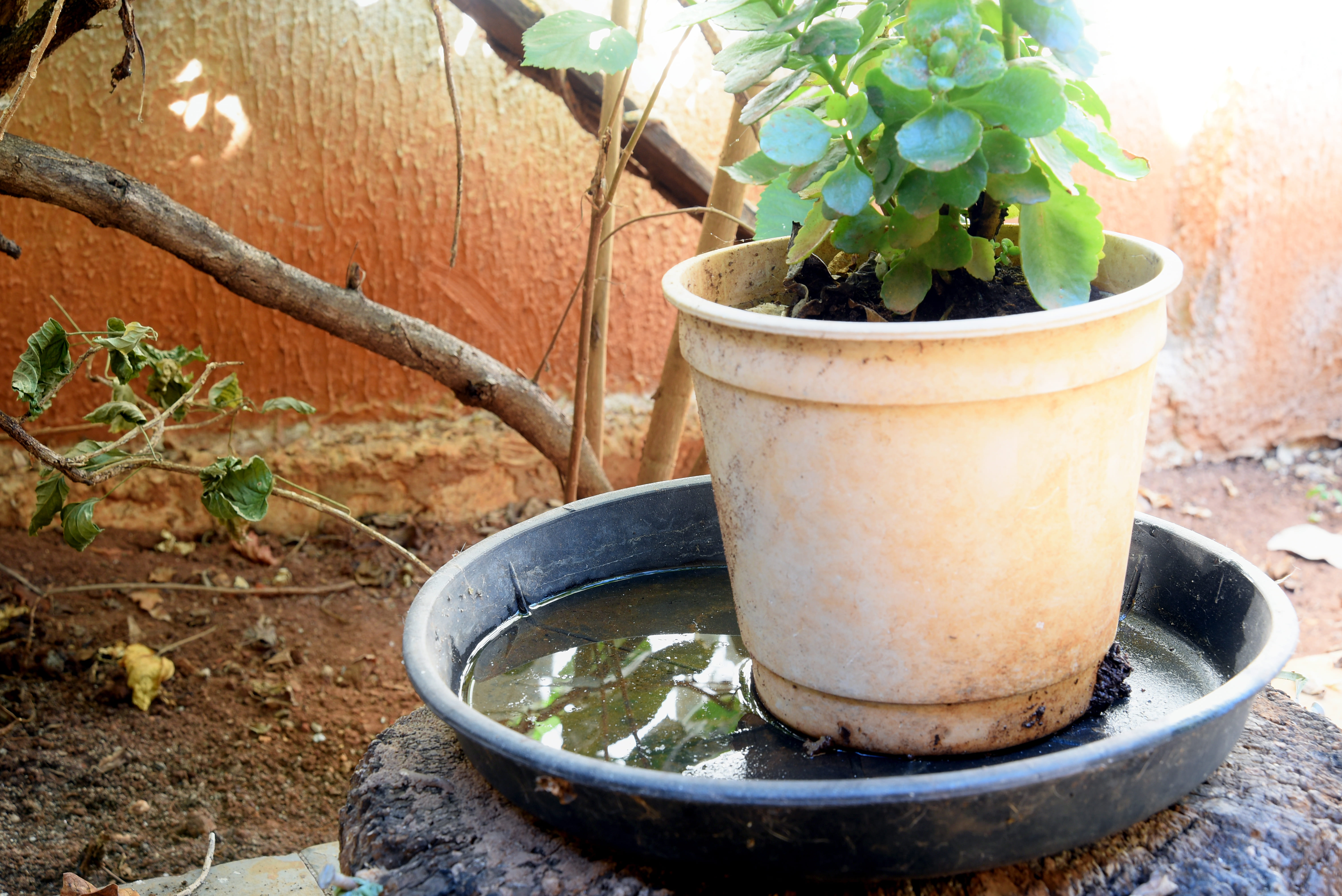 Stehendes Wasser in Blumentopfuntersetzern, ein möglicher Brutplatz für Stechmücken