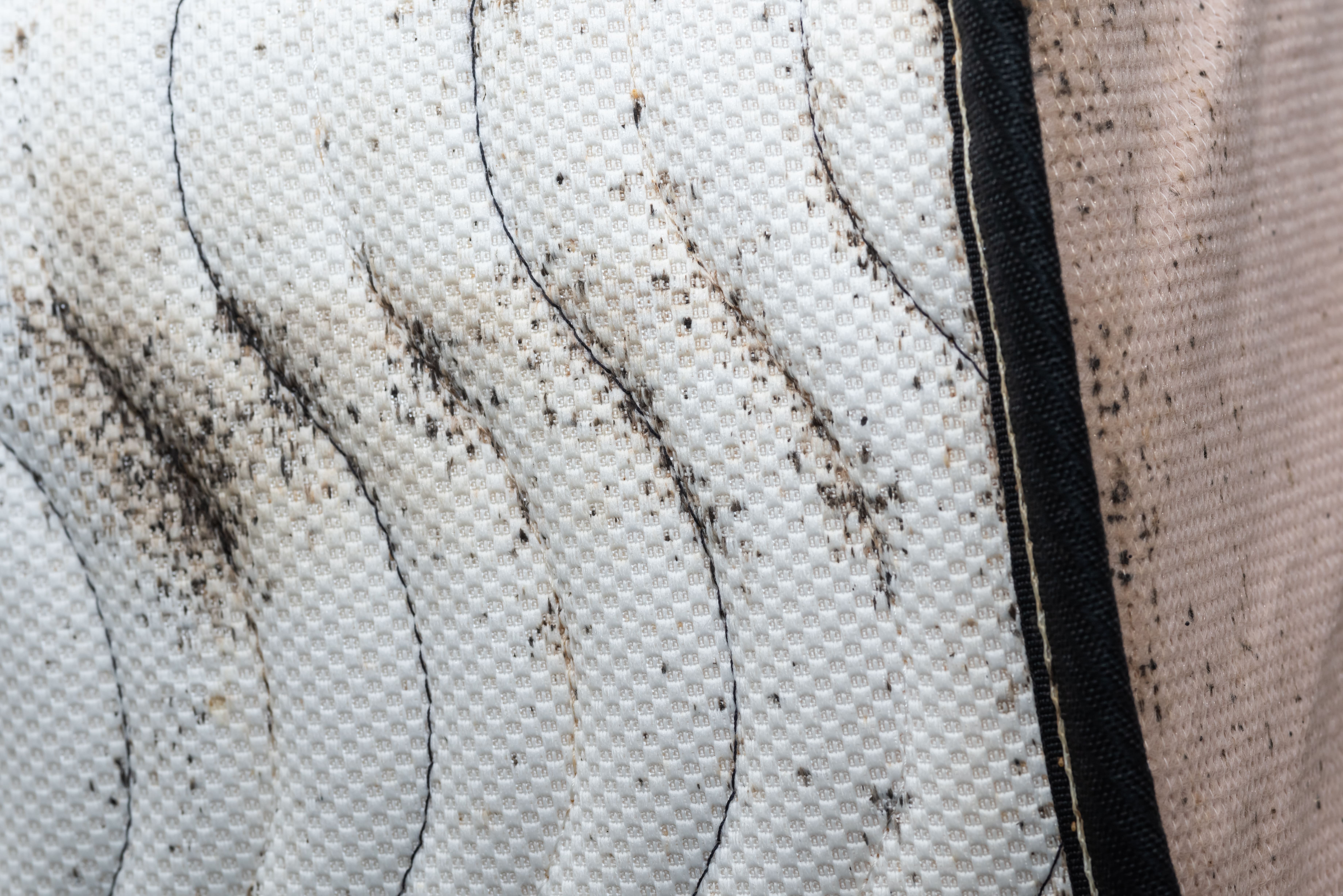 Traces de punaises de lit sur le verso d’un matelas
