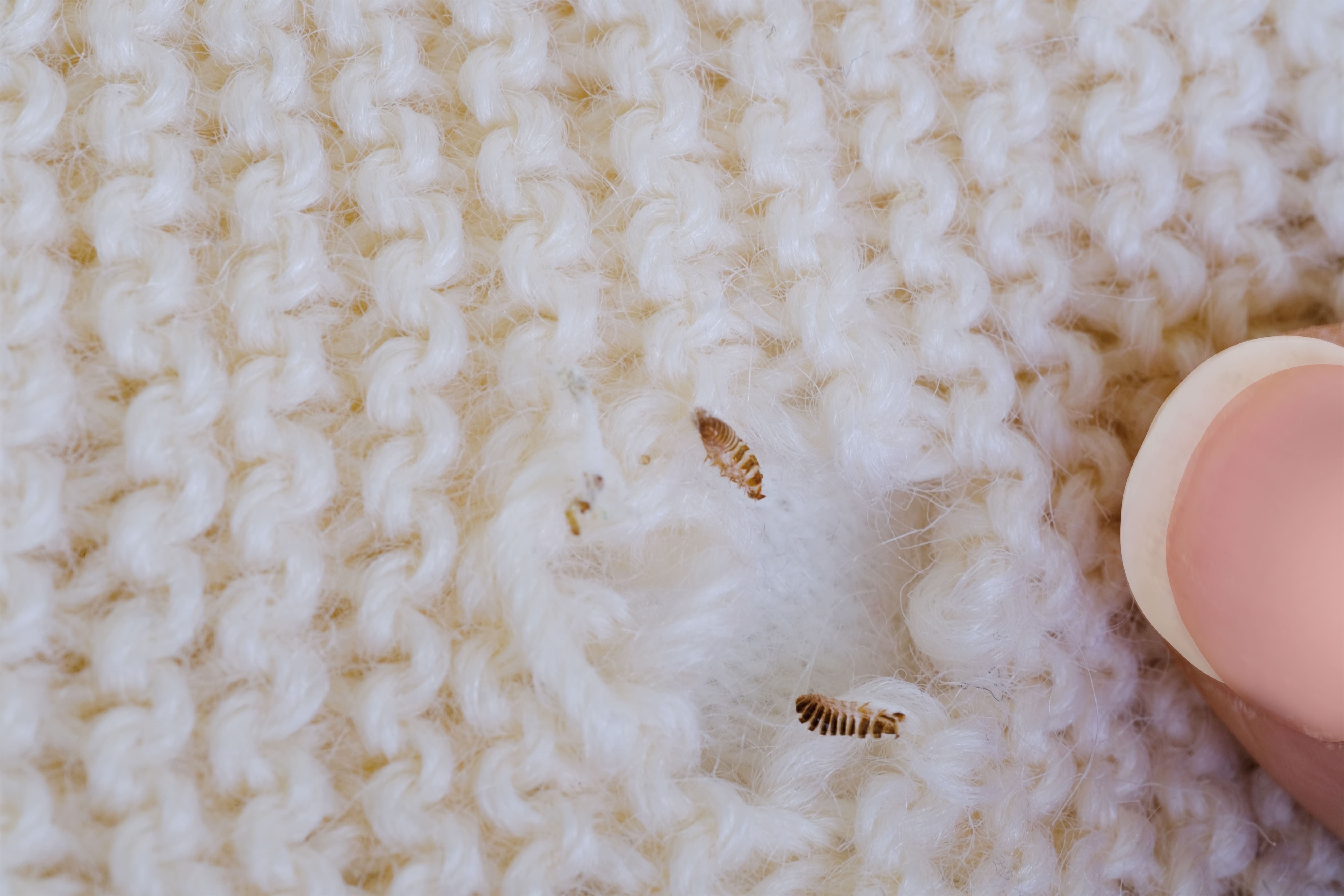 Des larves de mites textiles