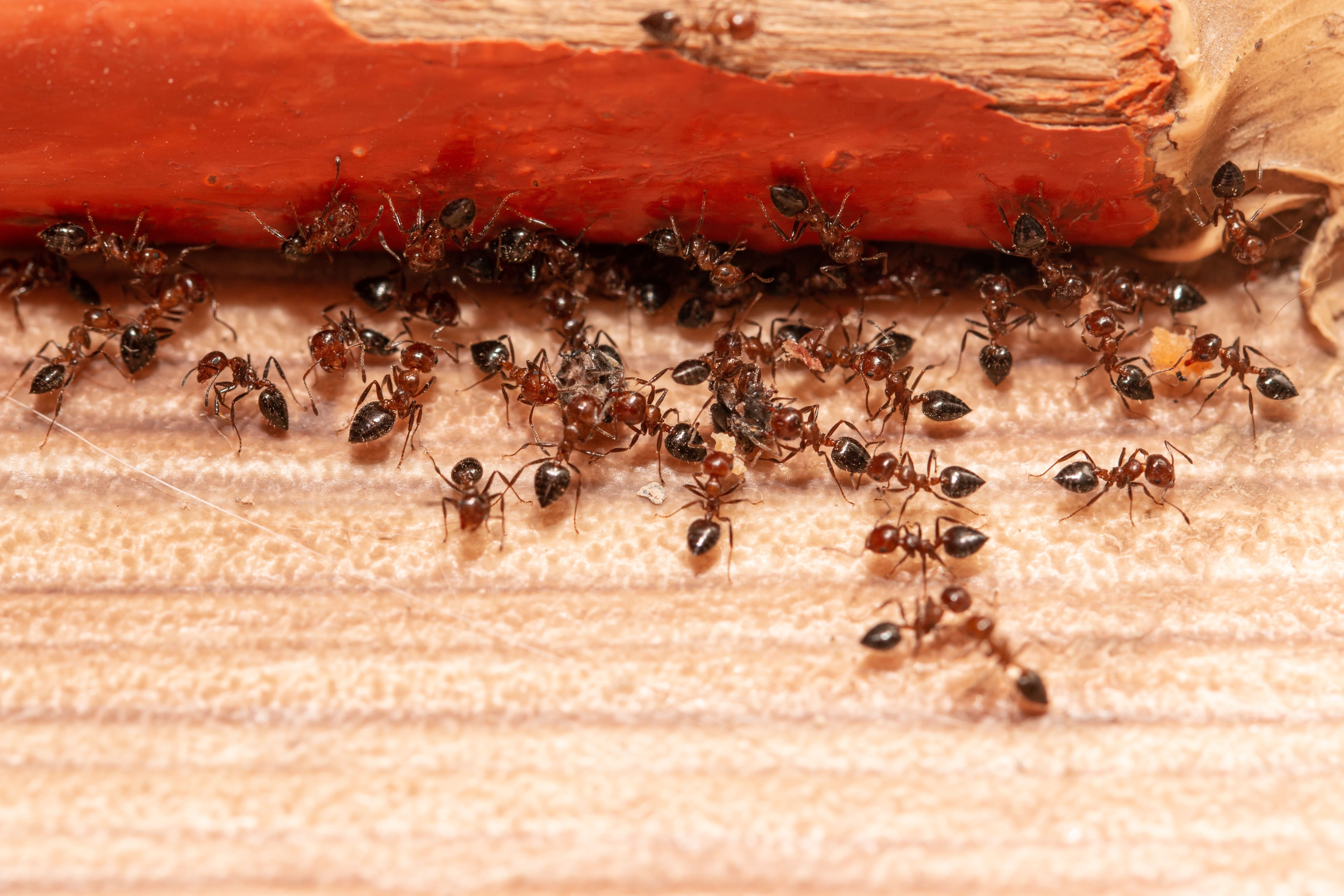 Des fourmis dans une pièce