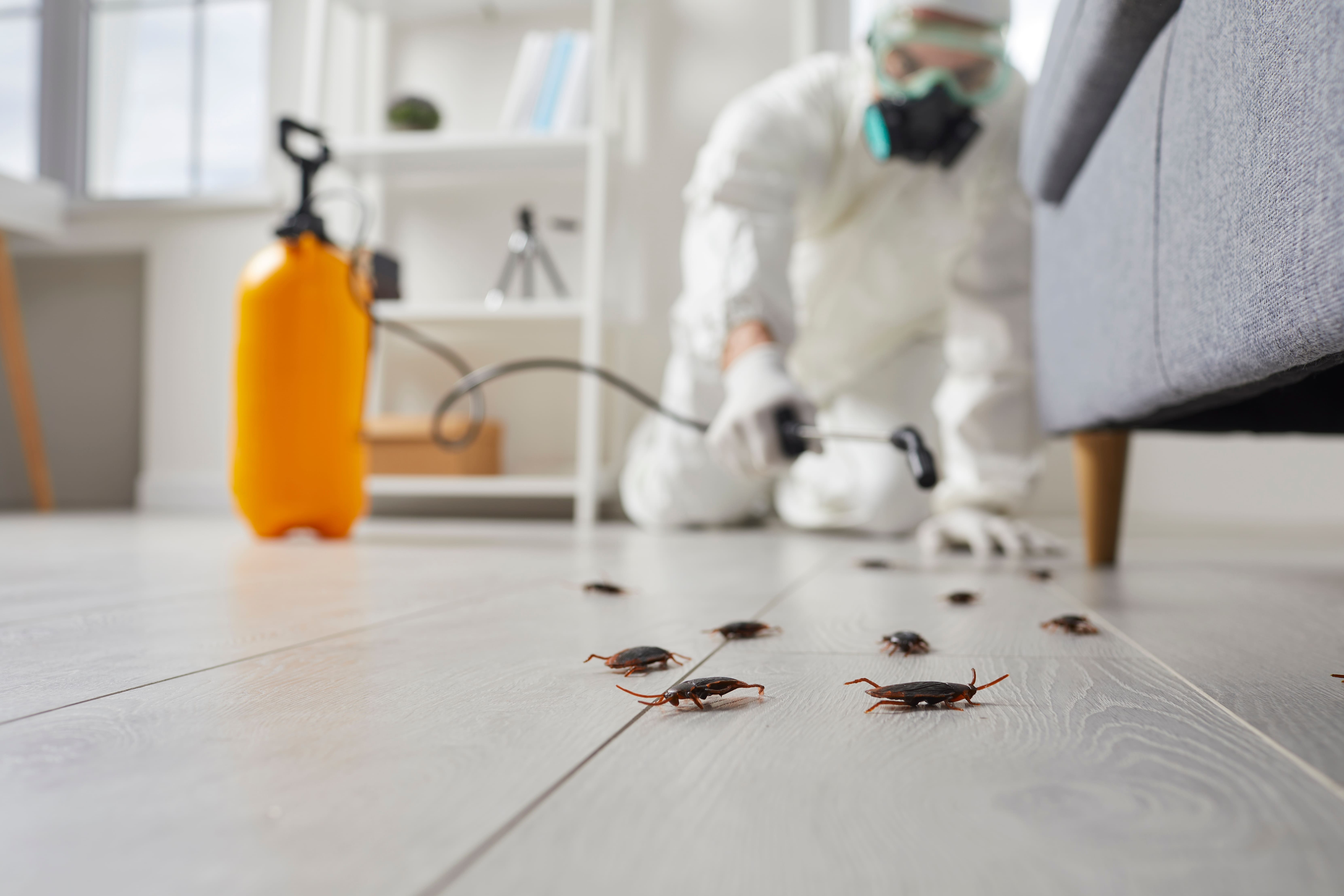 Des cafards dans un appartement en phase de décontamination