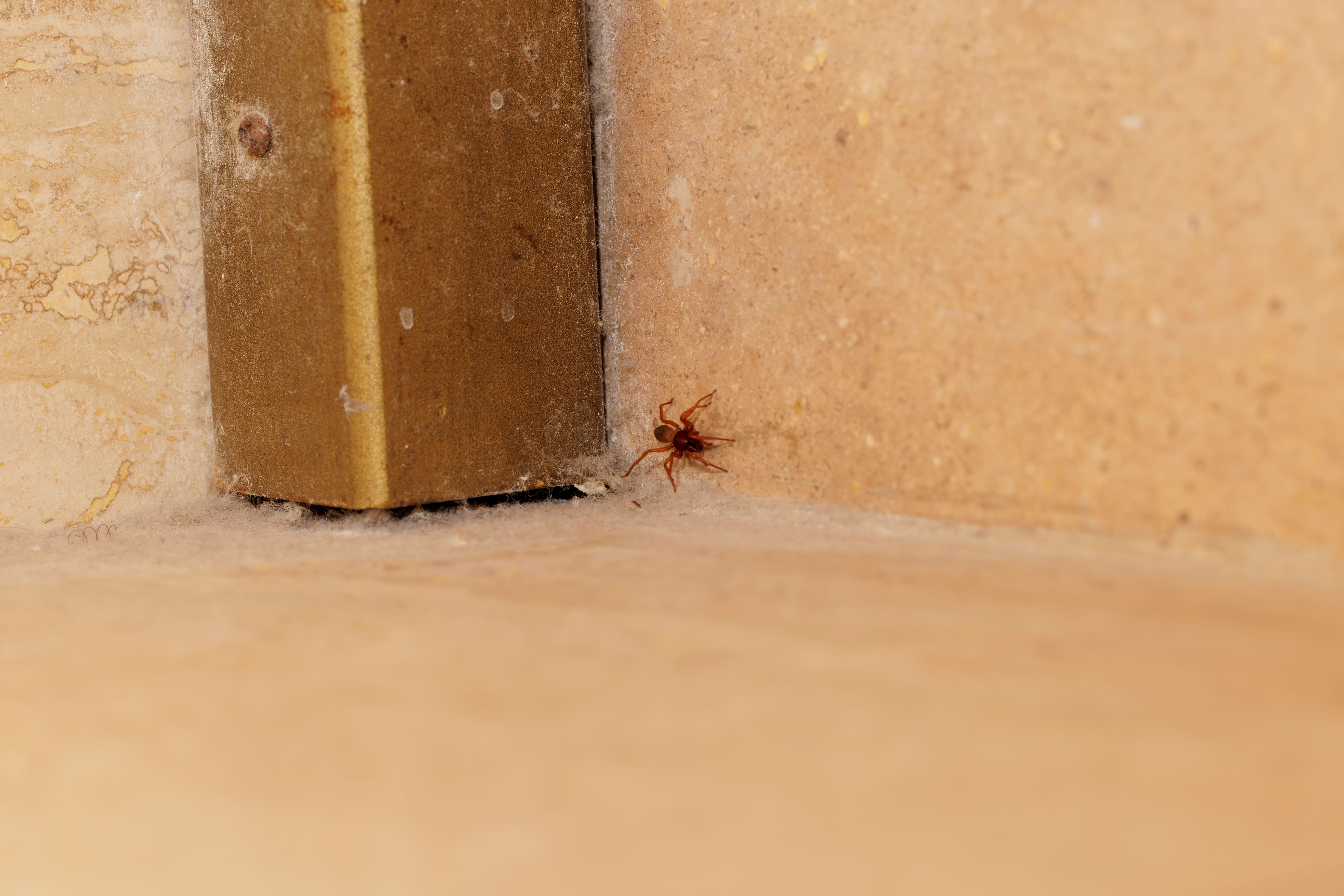 Une araignée Eratigena atrica dans un coin de mur