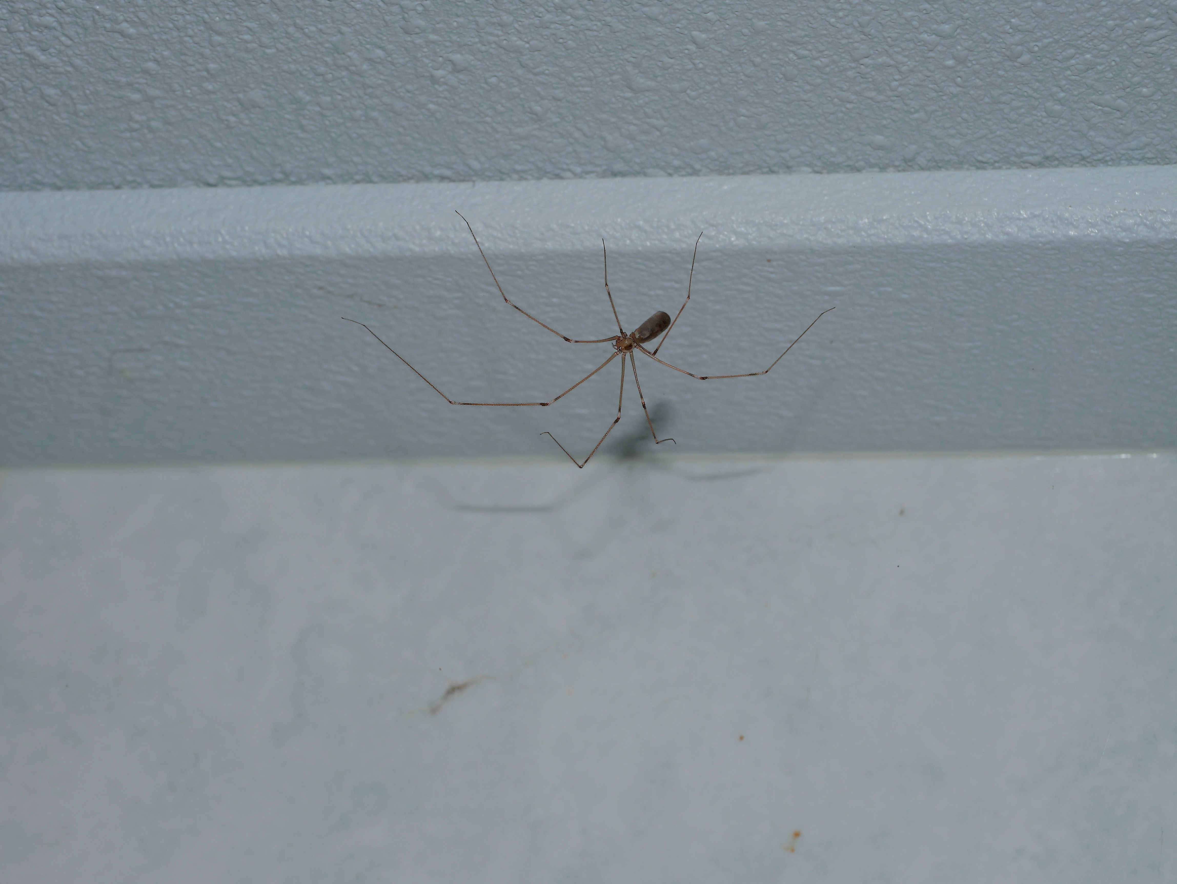 Une araignée de plafond vue de près