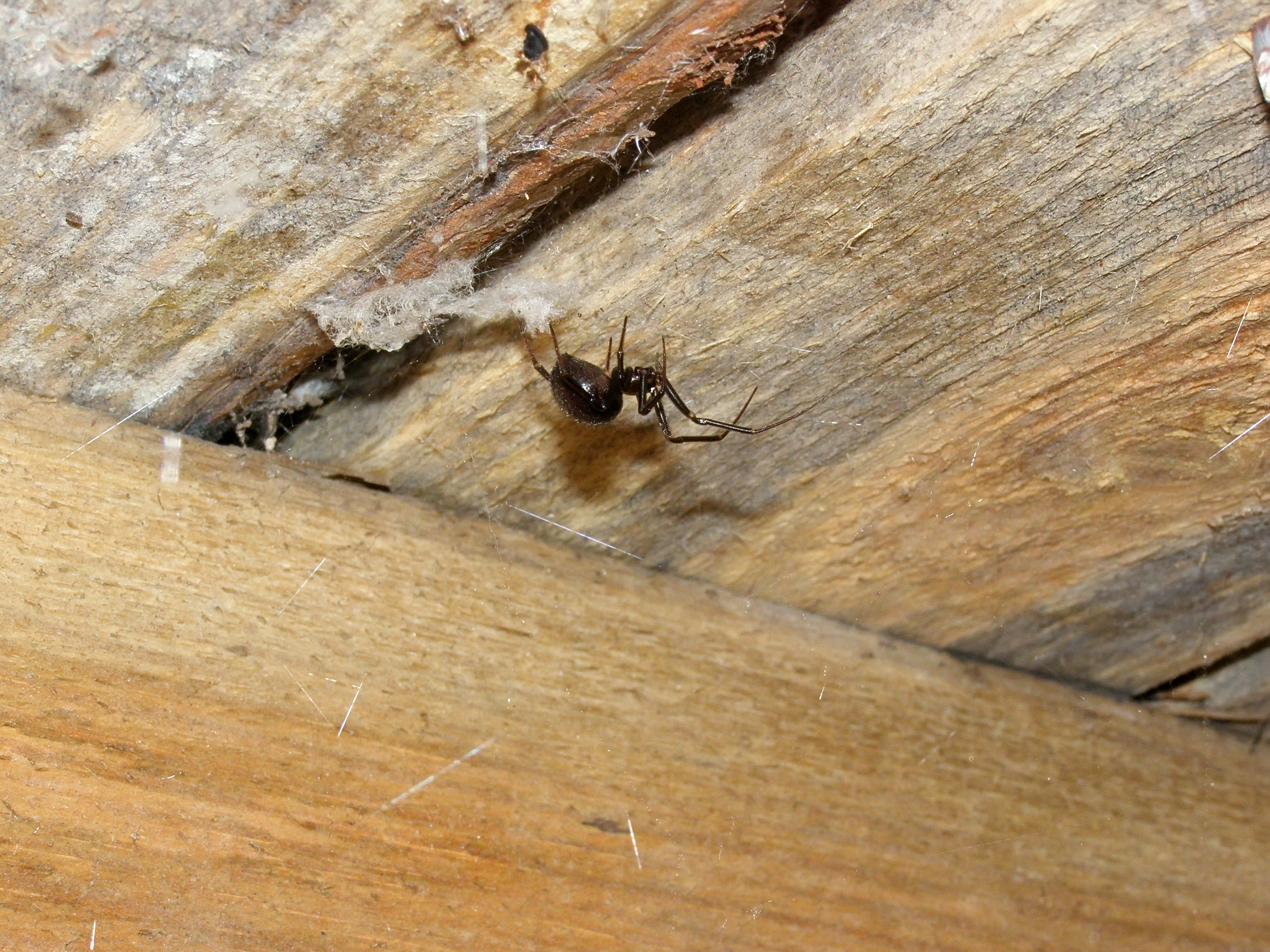 Une araignée steatoda suspendue sous des planches en bois.