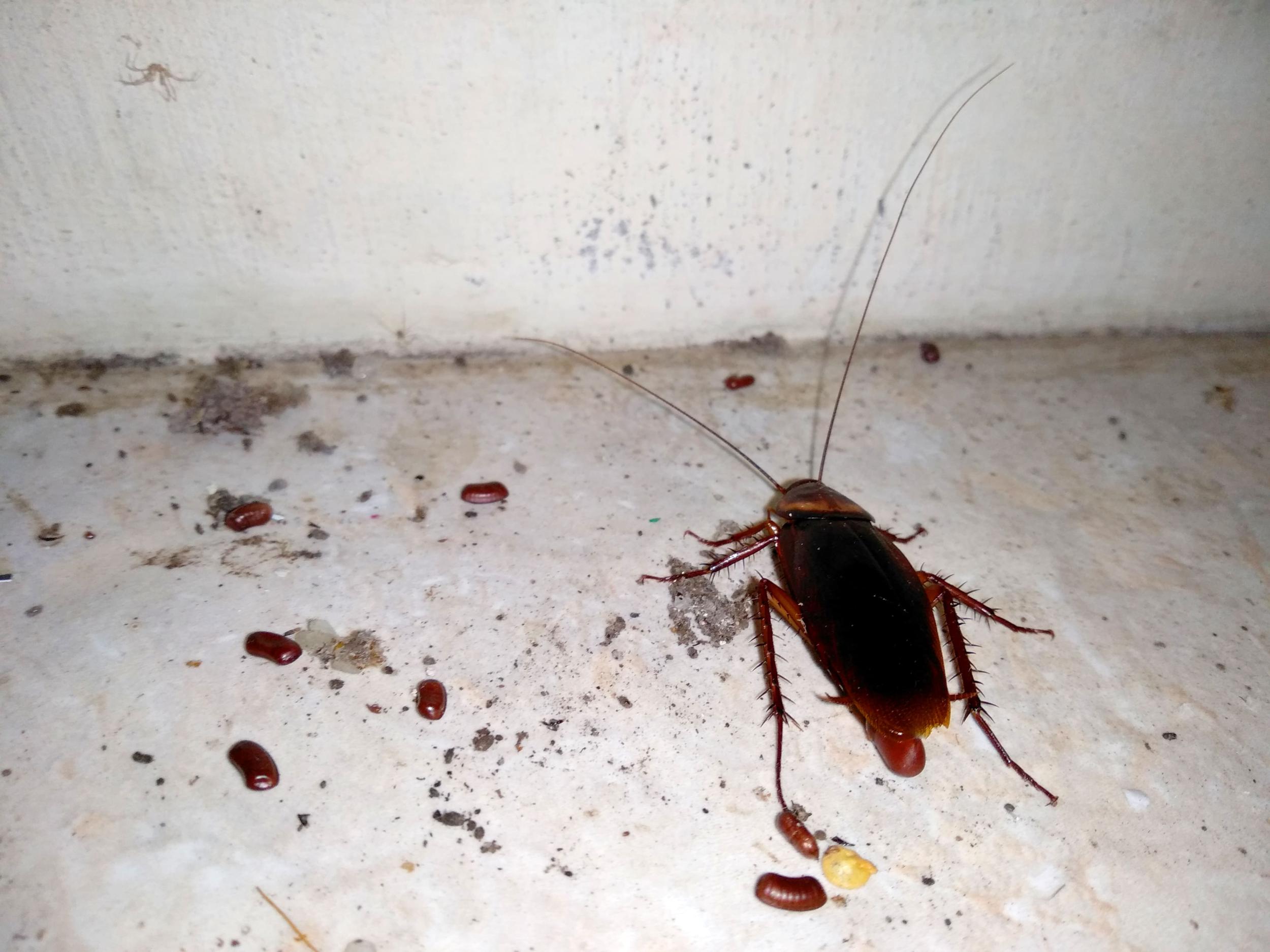 Photo d’œufs de cafard sous un meuble