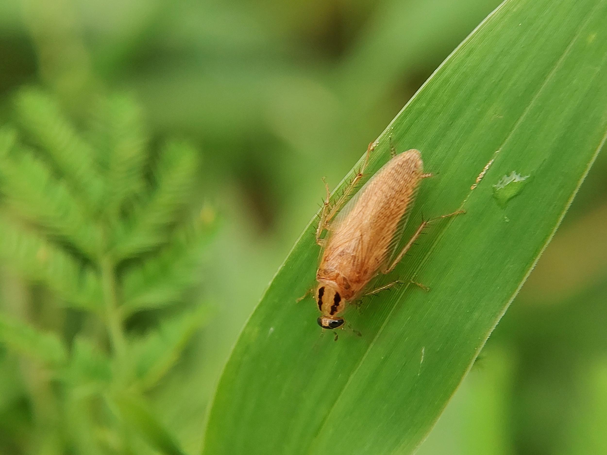Une blatte de jardin Ectobius sur une feuille