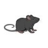Muis