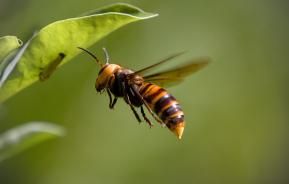 Insecte volant ressemblant à un frelon géant