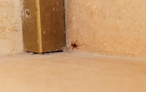 Une araignée Eratigena atrica dans un coin de mur