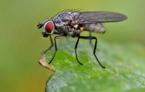 Une grosse mouche noire dans un jardin.  