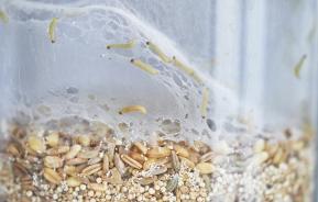 Lebensmittelmotten Larven erkennen. Behälter mit Mottenlarven und Gespinstfäden
