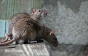 twee ratten op de rand van een kruipruimte