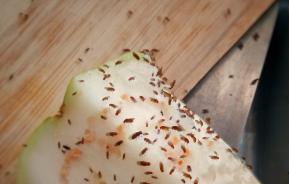Fruitvliegjes op een stuk appel