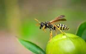 Une guêpe posée sur un bourgeon de fleur. 