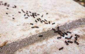 invasion de fourmis