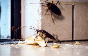 Deux blattes de jardin en train de grignoter du pain dans la cuisine.