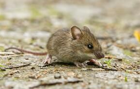 Photo d'une souris domestique en extérieur