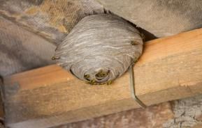 Un nid de guêpe sous un toit.