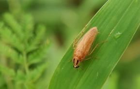 Une blatte de jardin Ectobius sur une feuille 