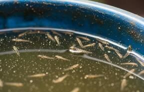 une collection de larves de moustiques dans un sceau d’eau