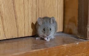 une souris dans une maison