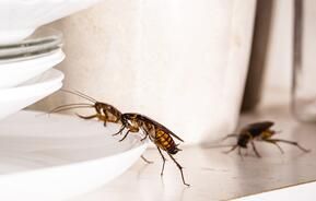 Kakerlaken in der Wohnung erkennen und bekämpfen 
