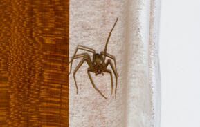 Spinnen im Haus