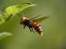 Insecte volant ressemblant à un frelon géant