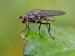 Une grosse mouche noire dans un jardin.  