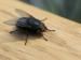 zwarte vlieg op hout