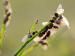 close up van liegende mieren op grasspriet