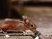 kleine bruine muis op straat