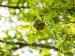 Wespennest hoog in de boom