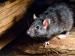 zwarte rat in de kruipruimte