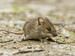 Photo d'une souris domestique en extérieur