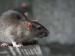 Une souris dans un appartement en location