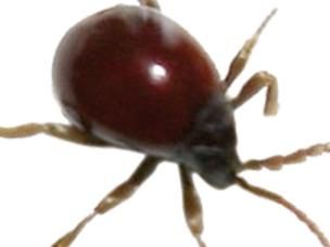 Kugelkäfer, Messingkäfer