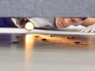 Des insectes rampants sous un lit, éclairés par un homme qui tient une lampe