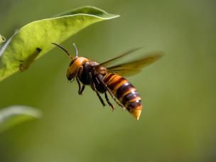 Insecte volant ressemblant à un frelon géant