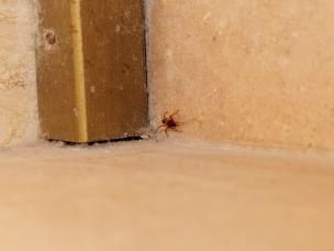 Une araignée Eratigena atrica dans un coin de mur