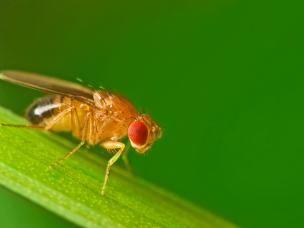 Drosophila melanogaster Männchen