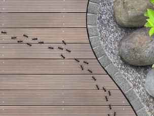 Comment se débarrasser des fourmis? | Ilovemygarden