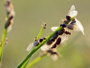 close up van liegende mieren op grasspriet