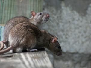 twee ratten op de rand van een kruipruimte