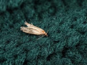 close up van een mot op wol