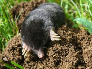 Mol komt uit molshoop
