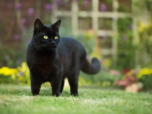 zwarte kat staat op gras in de tuin