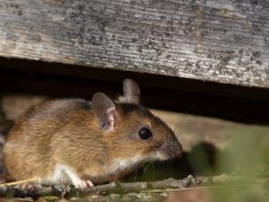 Muis onder houtenbalk