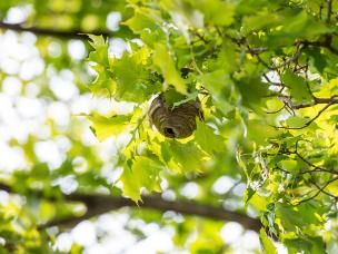 Wespennest hoog in de boom