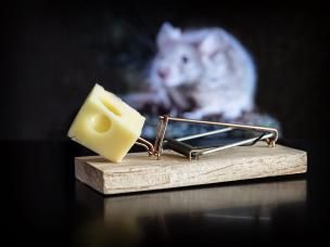 muis achter een muizenval die staat gespannen met blokje kaas